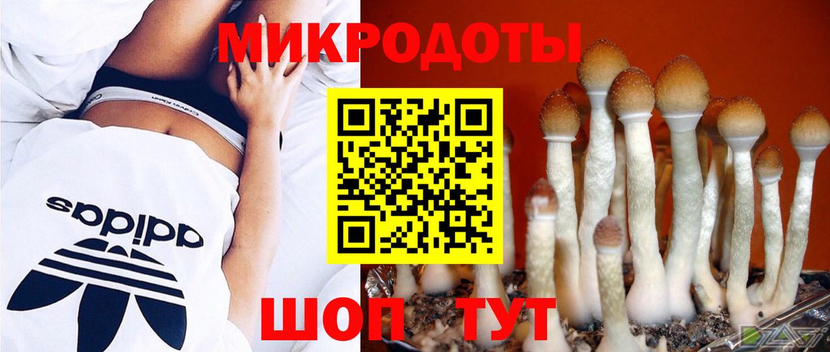 Галлюциногенные грибы Psilocybe Амурск